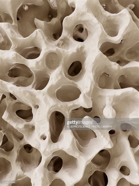 Illustration of the human bone structure. | Human bones, Human bone ...