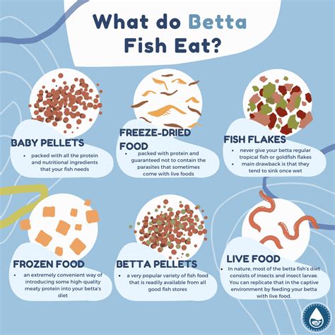 Ada James: How Often Should You Feed Your Betta Brine Shrimp