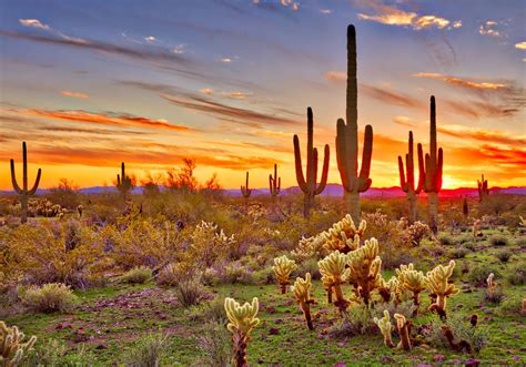 The best Phoenix parks and Sonoran Desert trails in Arizona