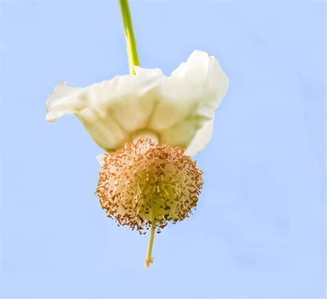 Elusive Baobab Flowers Open at Night and Fade the Next Day | St. Thomas ...