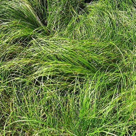 Carex pensylvanicaPennsylvania Sedge | DROPSEED