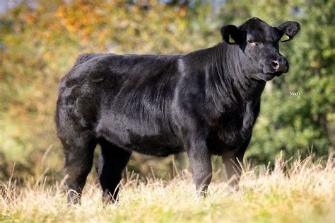 Aberdeen-Angus Bulls For Sale - Feb '21 - MacGregor Photography