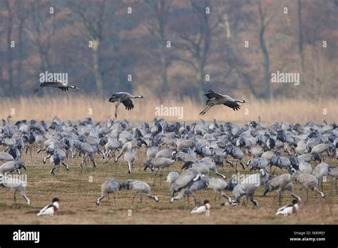 Common crane in its natural habitat in Sweden Stock Photo - Alamy