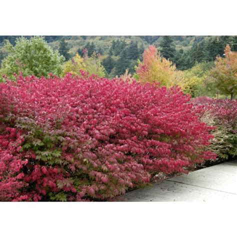 Burning Bush Easy to Grow BRILLIANT FALL COLOR Free Shipping 4 Plants ...