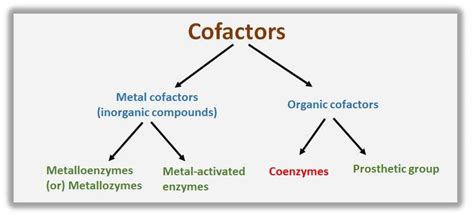 Examples of Cofactors and Coenzymes - Biology Brain