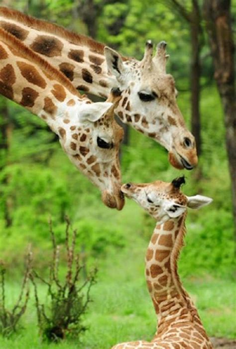 These Animal Family Portraits Will Make You Feel Warm And Fuzzy Inside ...