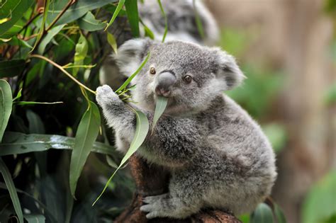 12 Australian animals and where to find them | Live Better