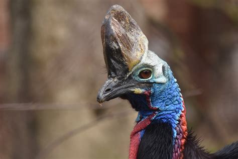 Southern Cassowary Casuarius casuarius - ZooChat