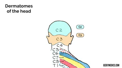 Dermatomes Head And Neck