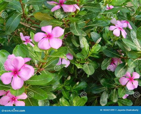 Catharanthus Roseus Image in India West Bengal Stock Image - Image of ...