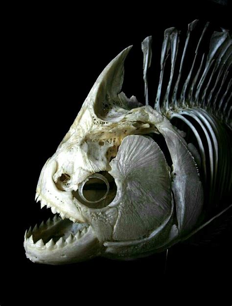 Redeye piranha | Anatomie animale, Fossiles, Animaux empaillés