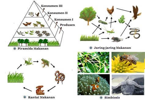 Contoh Rantai Makanan Jaring Jaring Makanan Dan Piramida Makanan 238592 ...