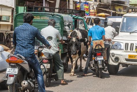 Holy Cow in Indian Traffic Jam Editorial Stock Photo - Image of jeep ...