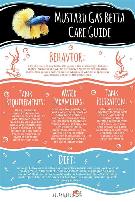 Mustard Gas Betta: Complete Care Guide Information