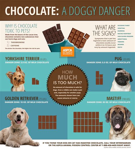 My Dog Ate Chocolate: What Do I Do?