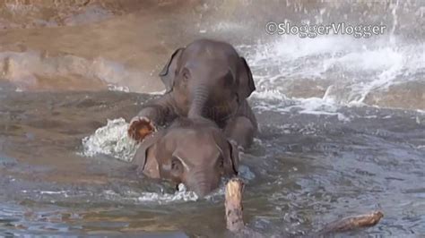 Baby Elephant Bath Time - YouTube