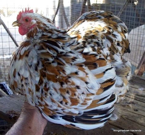 12+ Mille Fleur Bantam Cochin Project Hatching Eggs to Ship 3/20/13