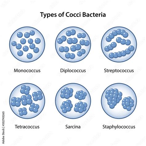 Types of Coccus Bacteria in magnifying glass. Coccus morphology ...