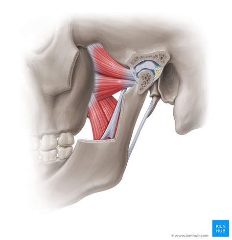 Medial and lateral pterygoid muscle: Anatomy and function | Kenhub