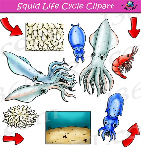 Squid Life Cycle Clipart Set Download - Clipart 4 School