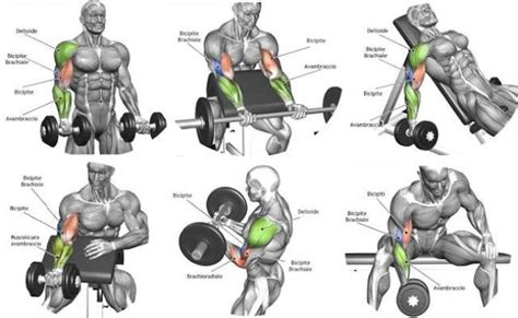 How To Build Forearm Muscles Exercises To Build Killer – Theme Loader