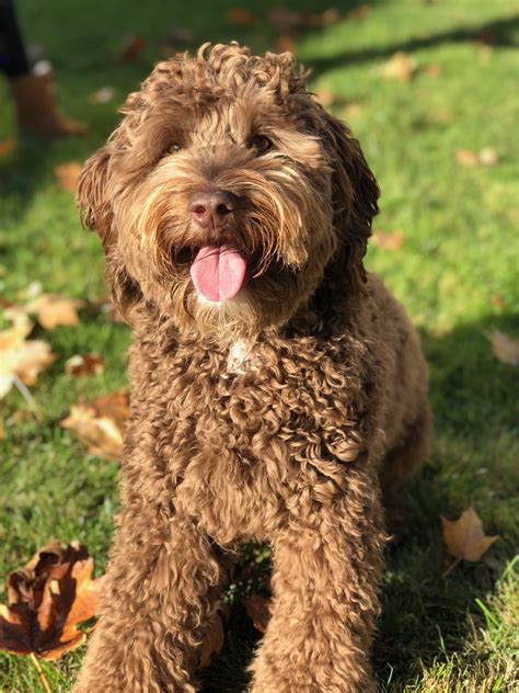 Laverne Louie pup Flynn Grothe - Pacific Rim Labradoodles