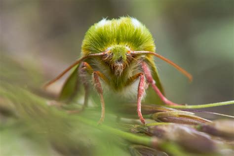 Scientists create strategy for protecting moths from climate change