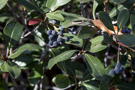 Indian Hawthorn Berries and Leaves | ClipPix ETC: Educational Photos ...