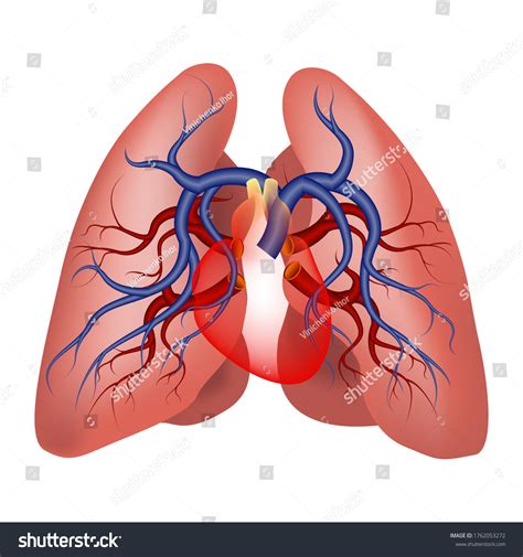 Human Lungs And Heart Diagram