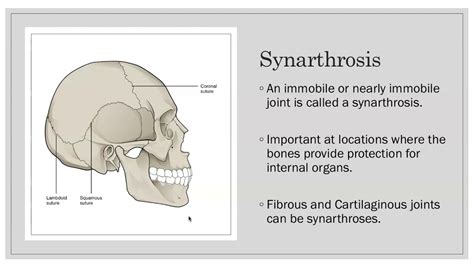 Classification of Joints - YouTube