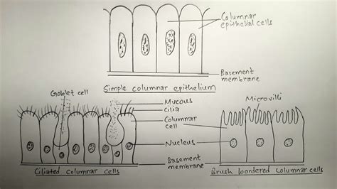 Simple Columnar Epithelium - astonishingceiyrs