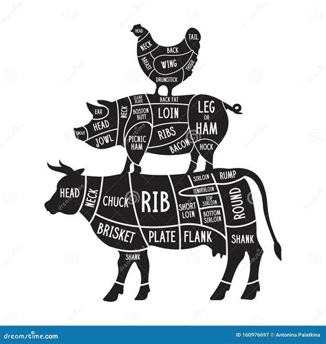 Vintage Butcher Cuts Of Beef Diagram Vector Illustration ...