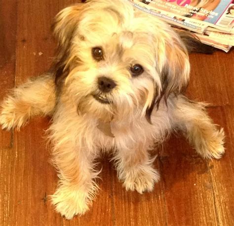 Does Oscar realize how cute he is?? ( Shorkie) | Haircuts for cookie ...