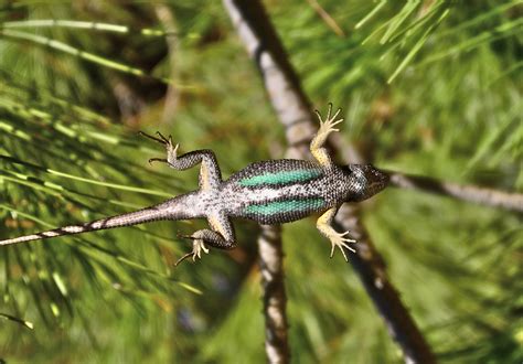 Bay Nature: How Can You Tell Male from Female Lizards?