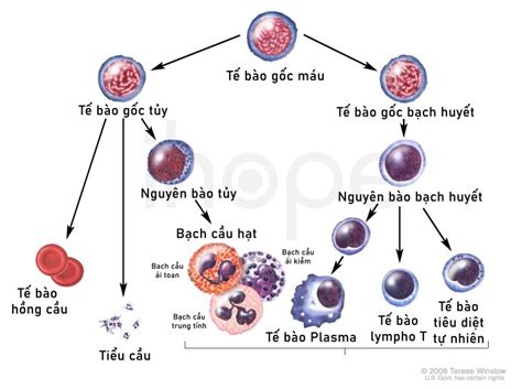 Bệnh bạch cầu lympho mãn tính (CLL)