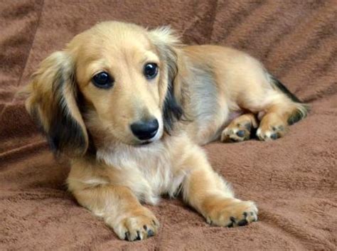 Golden Dox (Golden Retriever X Dachshund Mix) Info, Puppies, Pictures