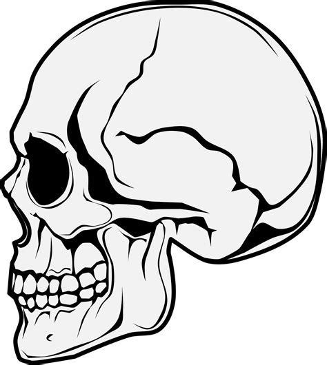 Download Skull Side View, Skull, Horror. Royalty-Free Vector Graphic ...