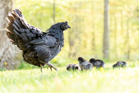 Broody Hen 101: Troubleshooting a Broody Hen - The Pioneer Chicks