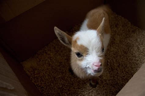 A Newborn Baby Goat Photograph by Karl Schatz