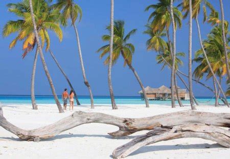 White Sand Beach in Maldives - Beaches & Nature Background Wallpapers ...