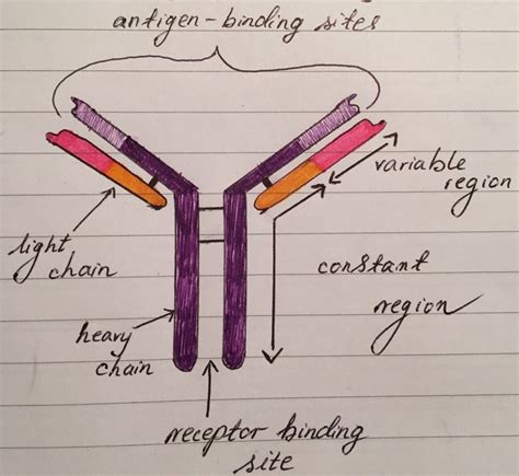 Antigen diagram | Biology notes, Medical student study, Science biology