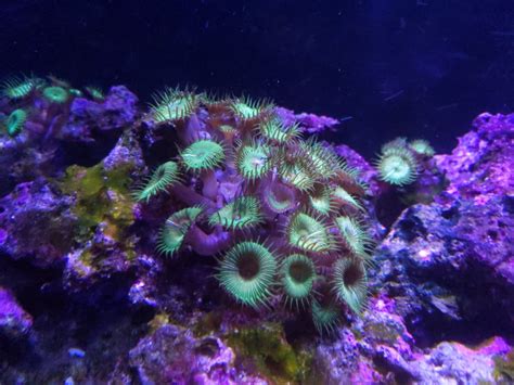 Palythoa identification | Reef2Reef