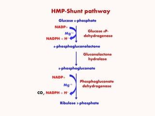 HMP SHUNT PATHWAY | PPT