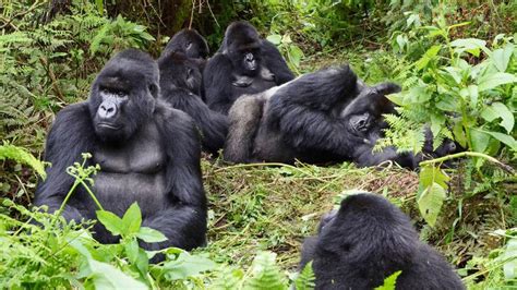 1 Day Gorilla Trek Rwanda - Rwanda Tours | Go Gorilla Trekking