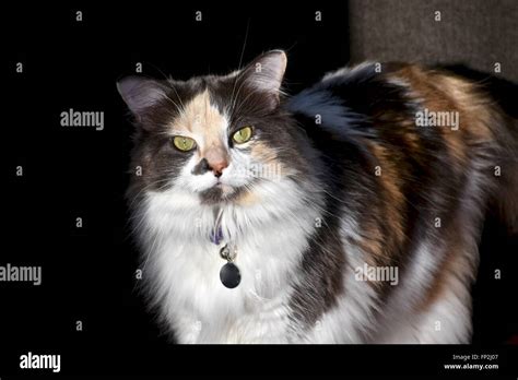 Calico cat (Felis catus Stock Photo - Alamy