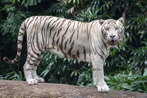 Fichier:Standing white tiger.jpg — Wikipédia