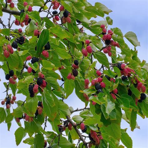 How to Grow: Mulberries- Growing and Caring for Mulberry Trees