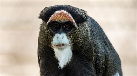 De Brazza Monkey | Lake Tobias Wildlife Park