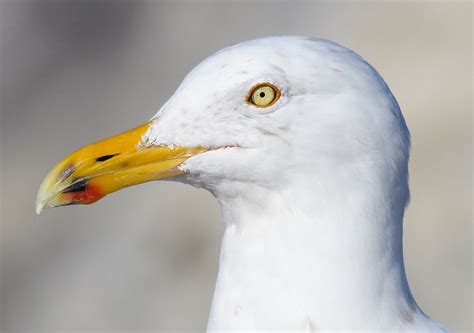 Have We All Missed the Point About Seagulls? — Save Coastal Wildlife