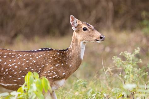 Chital – The Indian Spotted Deer